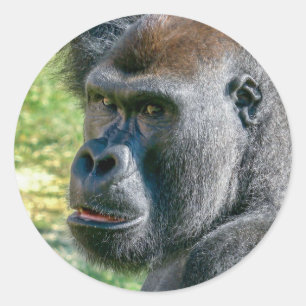 Sticker Rond Des yeux qui écoutent – Lope le Gorille