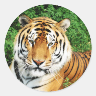 Sticker Rond Détente du tigre
