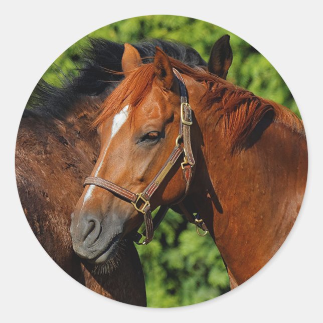 Sticker Rond Deux beaux chevaux de châtaignes au soleil (Devant)