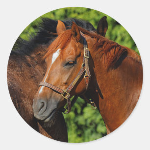 Sticker Rond Deux beaux chevaux de châtaignes au soleil