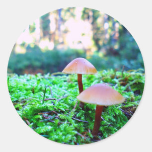 Sticker Rond deux champignons