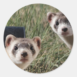 Sticker Rond Deux furets