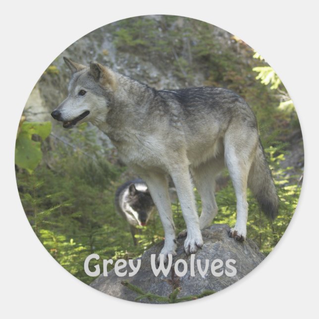 Sticker Rond Deux loups gris dans la nature sauvage des Rocheus (Devant)