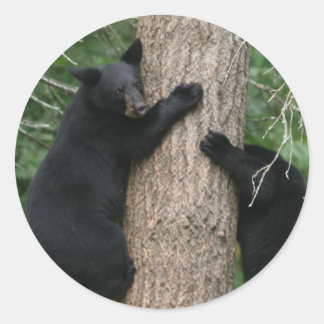 Sticker Rond deux ours dans un arbre