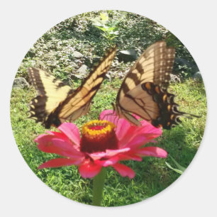 Sticker Rond Deux papillons sur une Zinnia rose