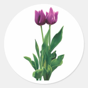 Sticker Rond Deux tulipes violettes