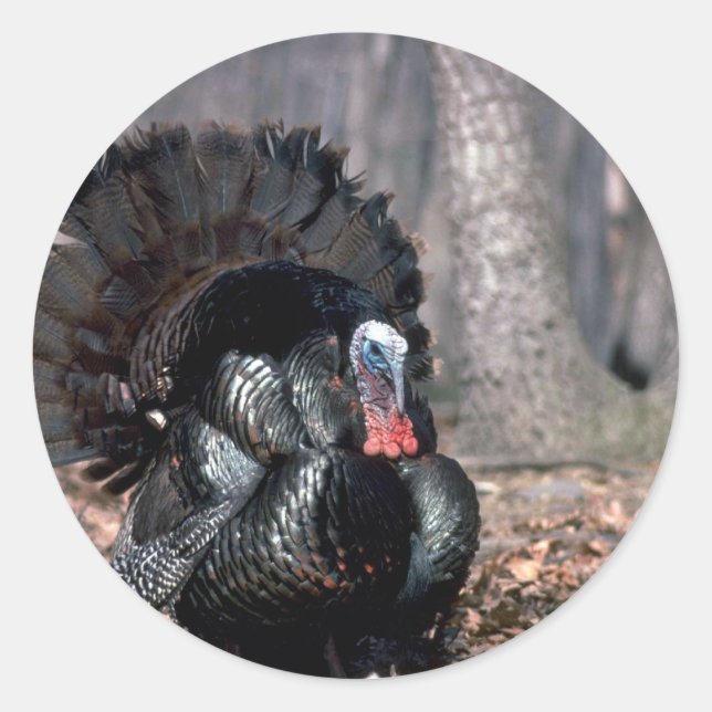 Sticker Rond Dindons sauvages de l'Est poussant dans les bois (Devant)