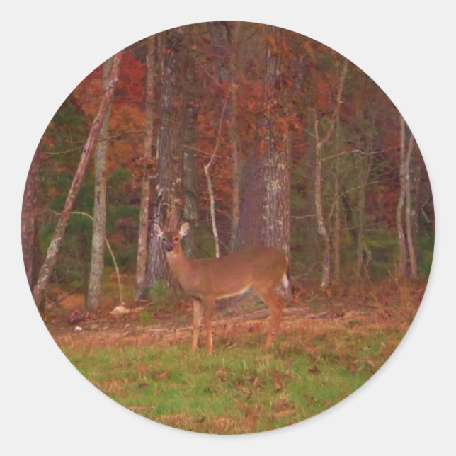 Sticker Rond Doe a Deer in Lake Arrowhead (Devant)