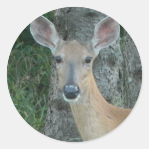 Sticker Rond Doe Eyes Beautiful Deer Whitetail Scrapbooking