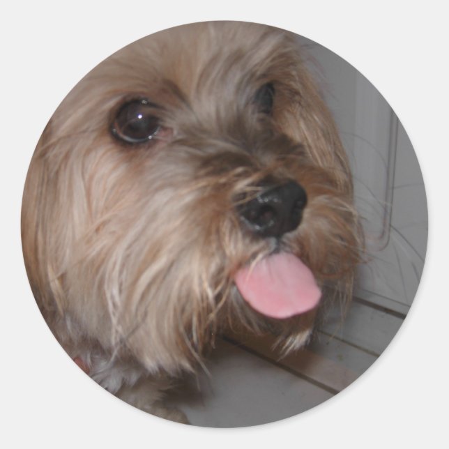 Sticker Rond Dog Licking Air (Devant)