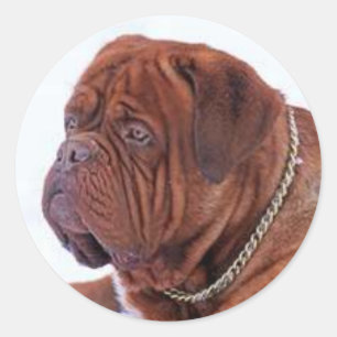Sticker Rond Dogue De Bordeaux