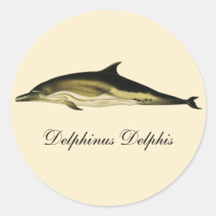 Sticker Rond Dolphin Delphinus Delphis, Mammifères marins Vinta