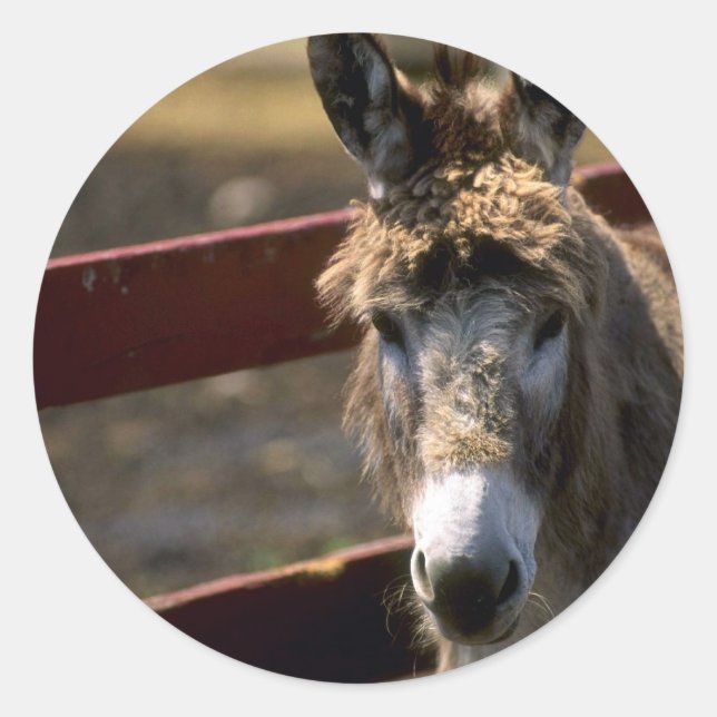 Sticker Rond Donkey (Devant)