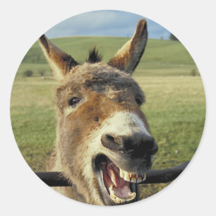 Sticker Rond Donkey