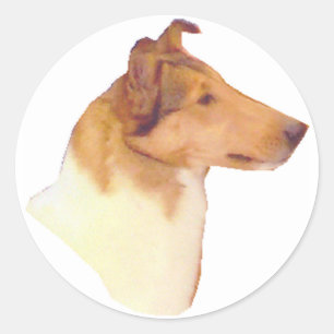 Sticker Rond Dons Smooth Collie