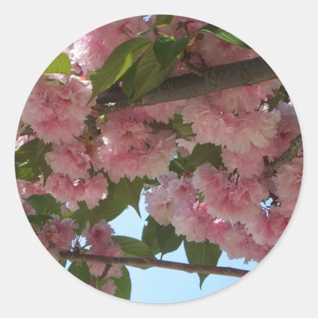 Sticker Rond Double Blossoming Cherry (Devant)