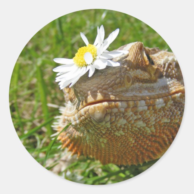 Sticker Rond Dragon barbu (Devant)