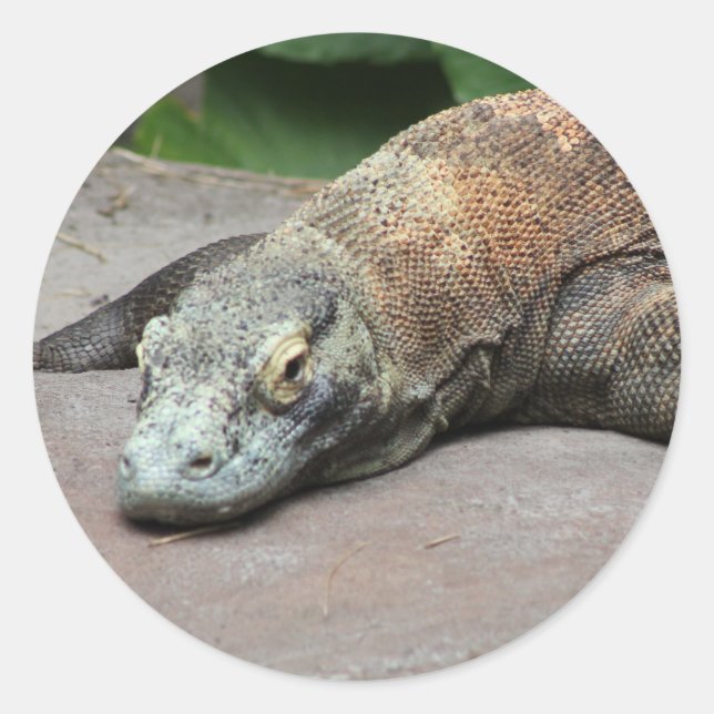 Sticker Rond Dragon de Komodo (Varanus komodoensis), (Devant)