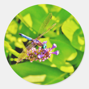 Sticker Rond Dragonfly de couleur arc-en-ciel sur une fleur ros