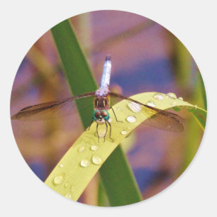 Sticker Rond Dragonfly sur la feuille de pluie