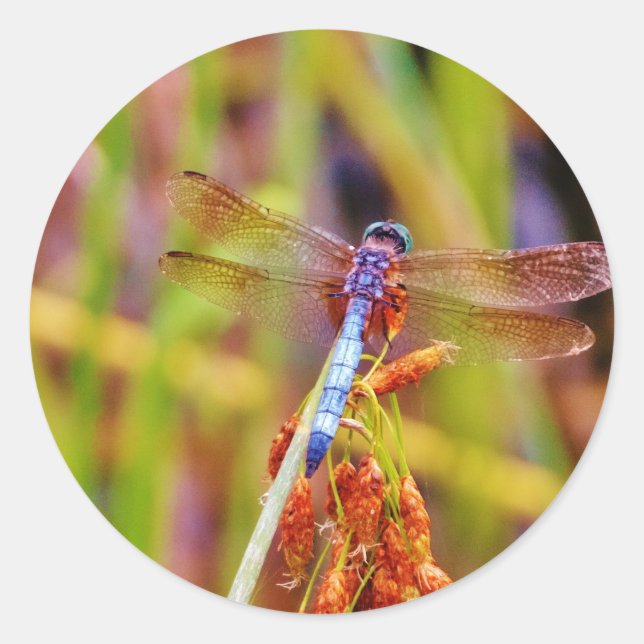Sticker Rond Dragonfly turquoise sur le carex (Devant)