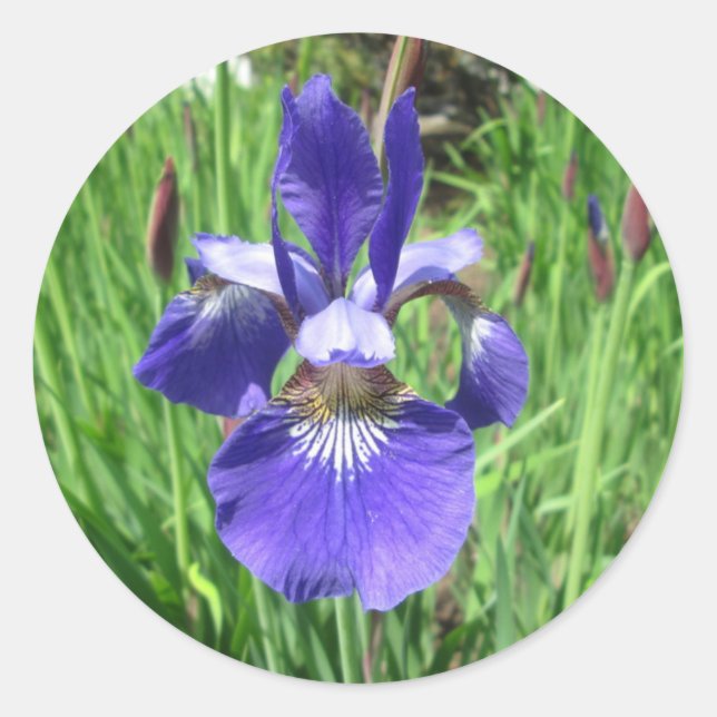 Sticker Rond Drapeau bleu fleur Iris (Devant)