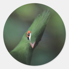 Sticker Rond Drôle Curieux Guinée Turaco Oiseau Vert