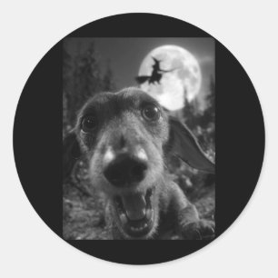 Sticker Rond Drôle de selfie de teckel pleine lune sorcière vol