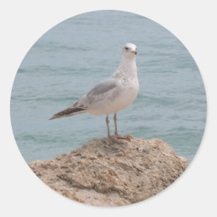 Sticker rond du Mouette Lone (2134)