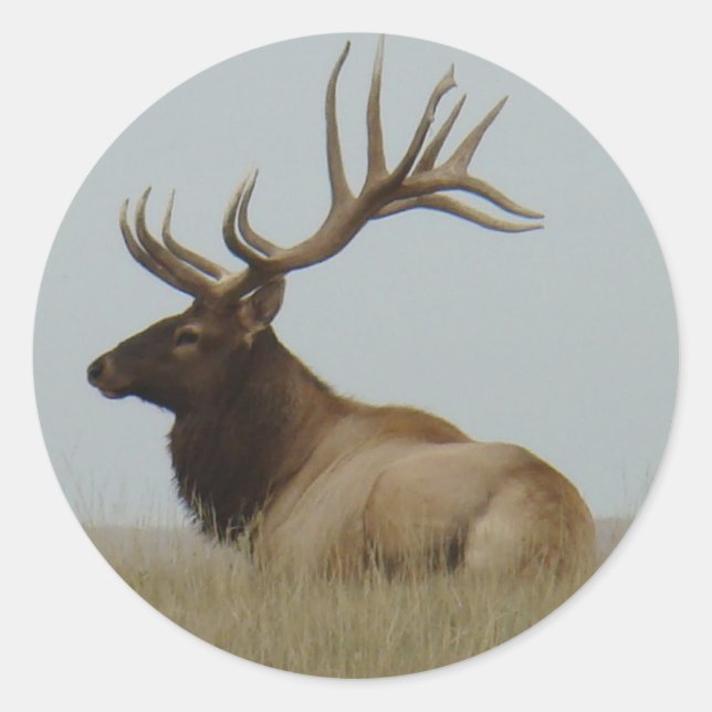 Sticker Rond E15 Bull Elk (Devant)