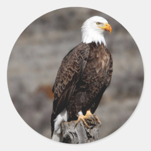 Sticker Rond Eagle chauve
