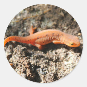 Sticker Rond Eastern Newt