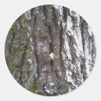 Écorce d'Hickory Tree Pignut