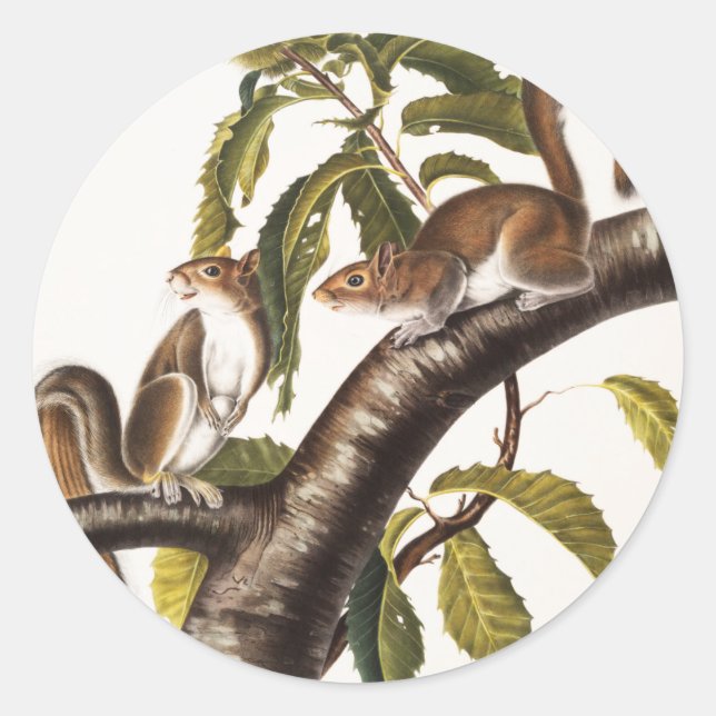Sticker Rond Écureuil gris de Caroline (Sciurus Carolinensis) (Devant)