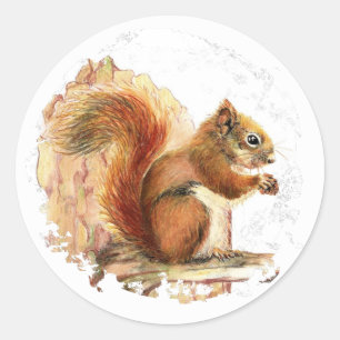 Sticker Rond Écureuil rouge mignon - Animal, Nature, Faune