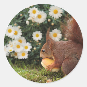 Sticker Rond Écureuil roux et pâquerettes Photo mignonne