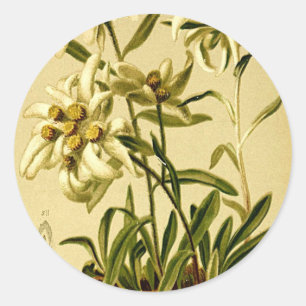 Sticker Rond Edelweiss vintage