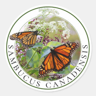 Sticker Rond Elderberry Sambucus et Monarch Butterfly