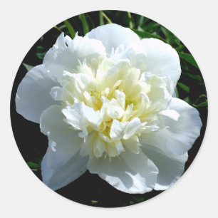 Sticker Rond Elégant blanc peony floral blanc photo