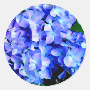 Sticker Rond élégant bleu mauve magenta floral hydrangea