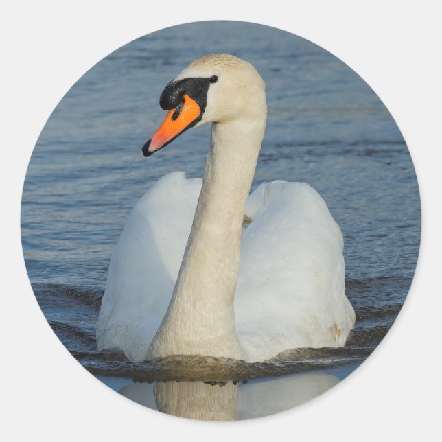 Sticker Rond Elégant cygne muet sur le lac (Devant)
