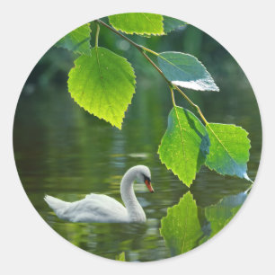 Sticker Rond Elegant Summer Swan