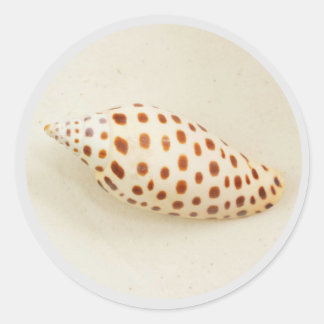 Sticker Rond Elégant Tropical Junonia Florida Beach Shell Photo