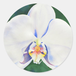 Sticker Rond Elégante aquarelle Orchidée blanche