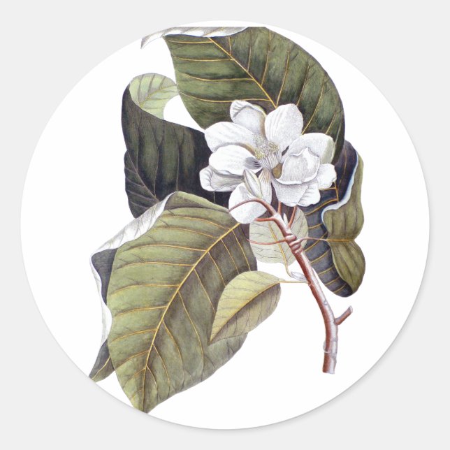 Sticker Rond Élégante Fleur de Magnolia Blanc Sud (Devant)