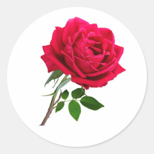 Sticker Rond Élégante Fleur de Rose Rouge