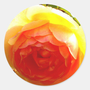 Sticker Rond Élégante Fleur jaune jaune rose jaune