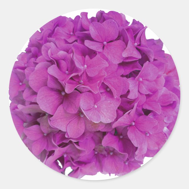 Sticker Rond Elégante magenta rose hydrangée florale roses (Devant)