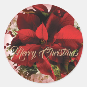 Sticker Rond Élégante Poinsettie de Noël Rouge