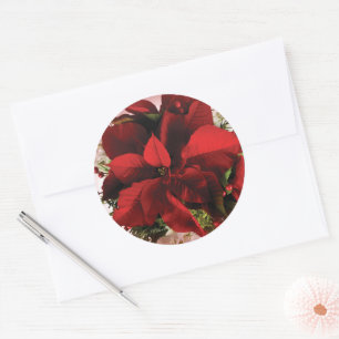 Sticker Rond Élégante Poinsettie de Noël Rouge